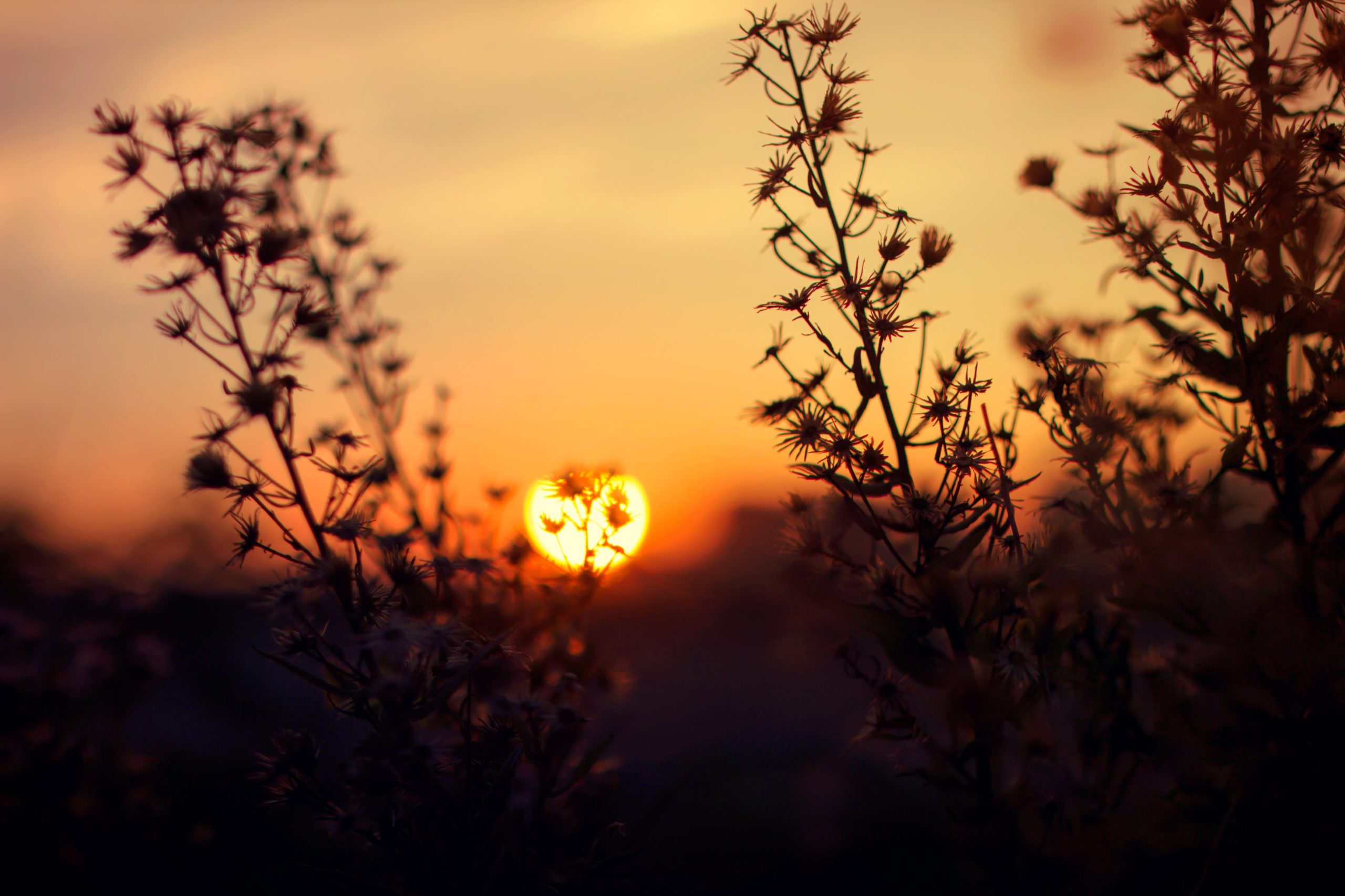 backlit-blur-dawn-1679801